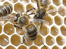 O processo de composiÃ§Ã£o do mel das abelhas